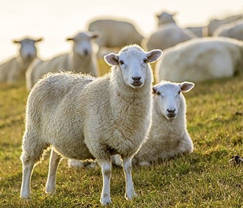 Apa yang Harus Dilakukan Jika Sapi, Domba, dan Babi Mengalami Gangguan Pernaf...