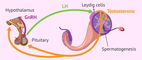 hormone-regulation-spermatogenesis-lh-testosterone hormone-regulation-spermatogenesis-lh-testosterone