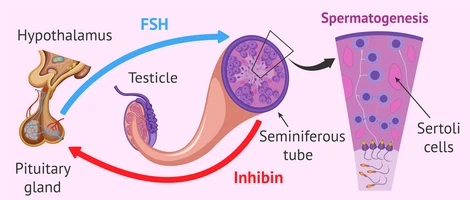 espermatogenesis-fsh espermatogenesis-fsh